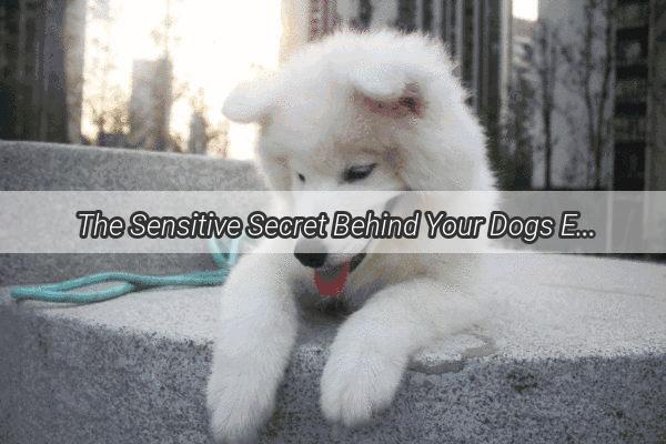 The Sensitive Secret Behind Your Dogs Ears Should You Be Trimming Those Fur Flaps